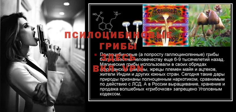 блэк спрут сайт  Новокубанск  Псилоцибиновые грибы Psilocybine cubensis  цена  